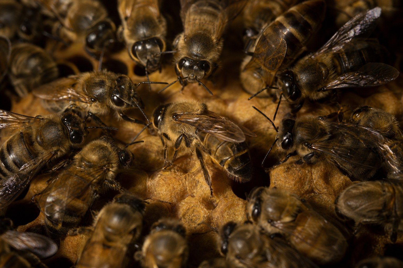 Macro photograph of honeybees on an open honeycomb inside a hive, lit from one side by low warm light, with several workers oriented towards one bee in the middle of a movement.