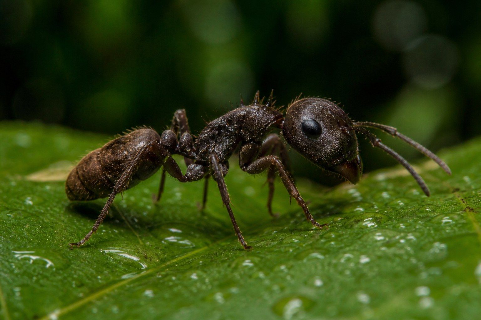 Extreme macro photograph of a single small dark ant in profile on a wet green leaf in montane rainforest, its head disproportionately large for its body and fine spines visible along the upper thorax.