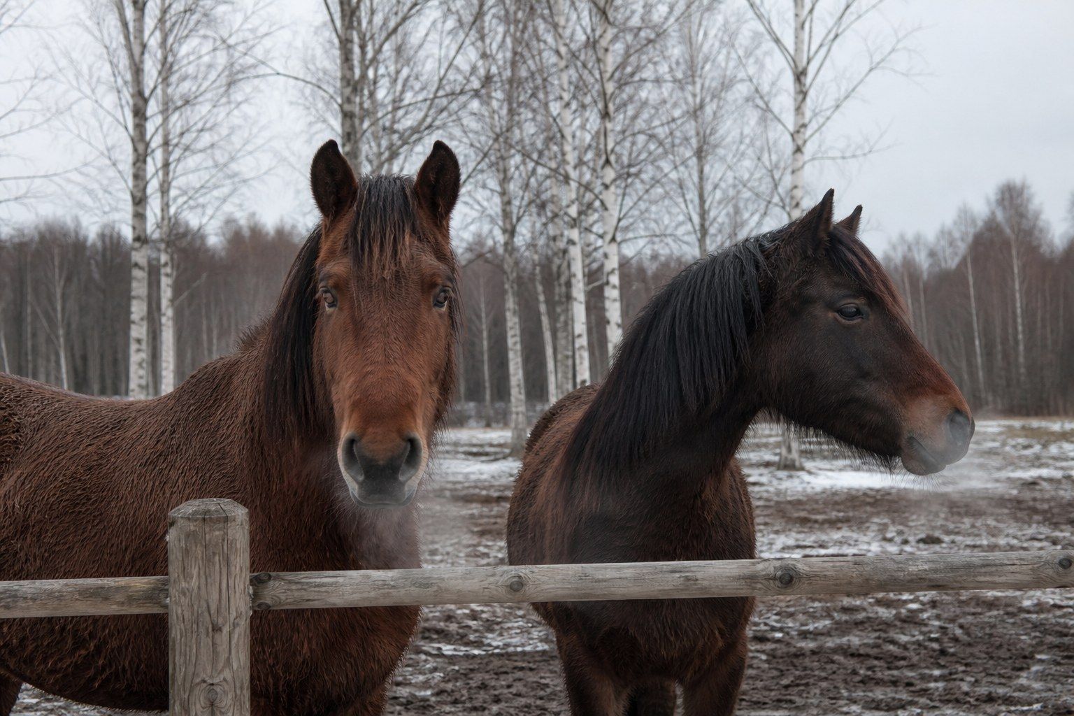 Two horses in thick winter coats standing at a plain timber paddock fence on a cold overcast morning, breath visible in the air, with muddy ground and bare birch trees behind.