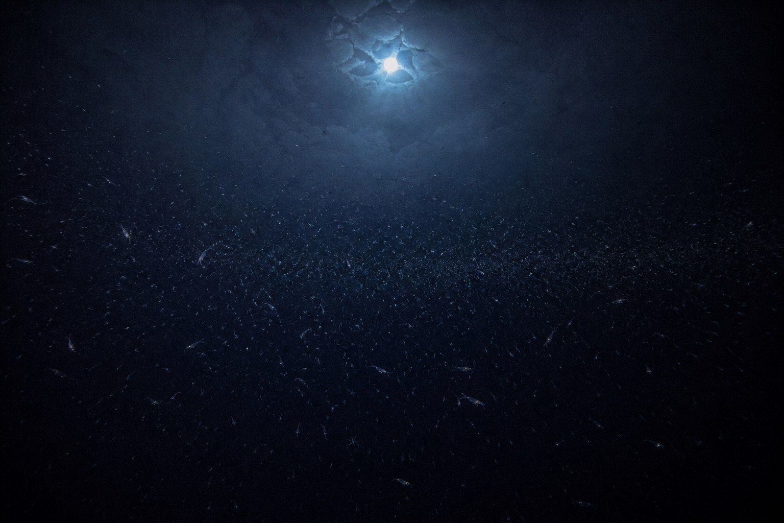 Looking up through dark polar seawater towards a faint pale disc of moonlight diffusing through thin sea ice, with countless tiny translucent specks suspended in the water column.
