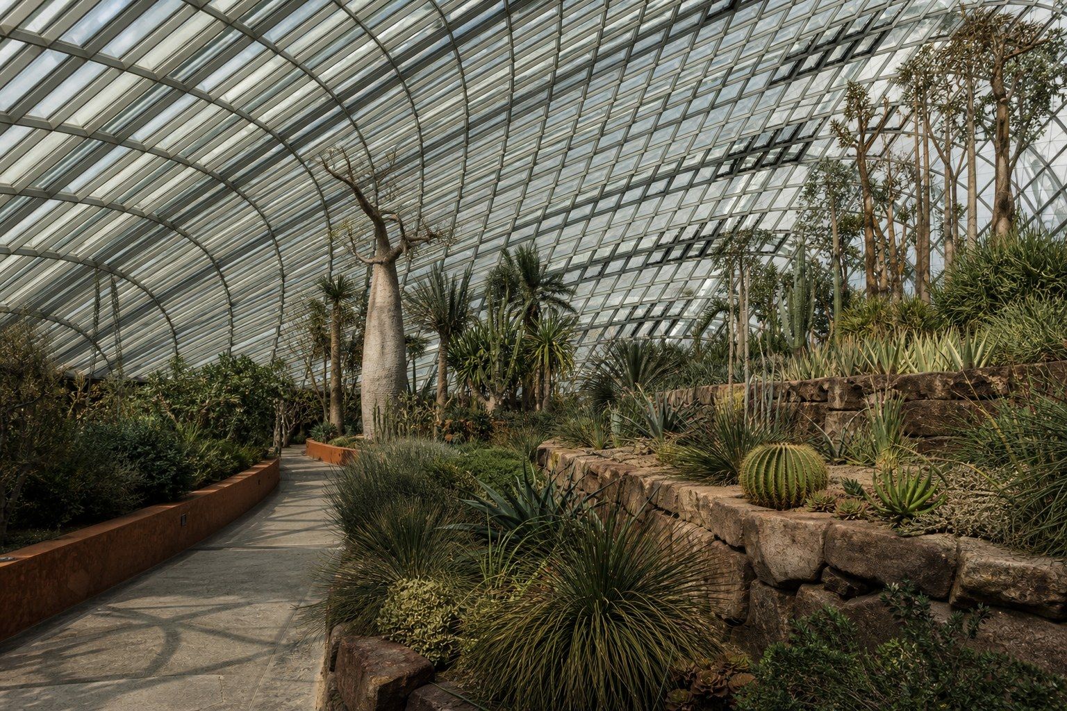 The interior of a large cooled glasshouse in Singapore, a steel and glass gridshell roof over terraced beds of dry-climate planting.
