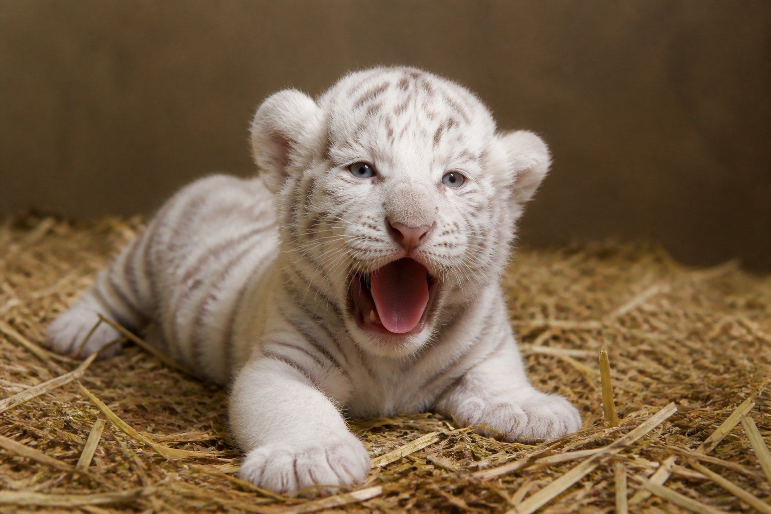 A very young white tiger cub lying on clean straw bedding indoors, photographed at eye level with pale cream fur, faint grey stripes, blue eyes and its mouth open mid-yawn.